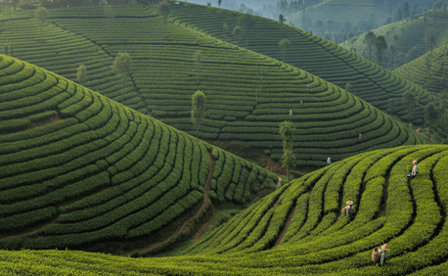 Happy Valley Tea Estate